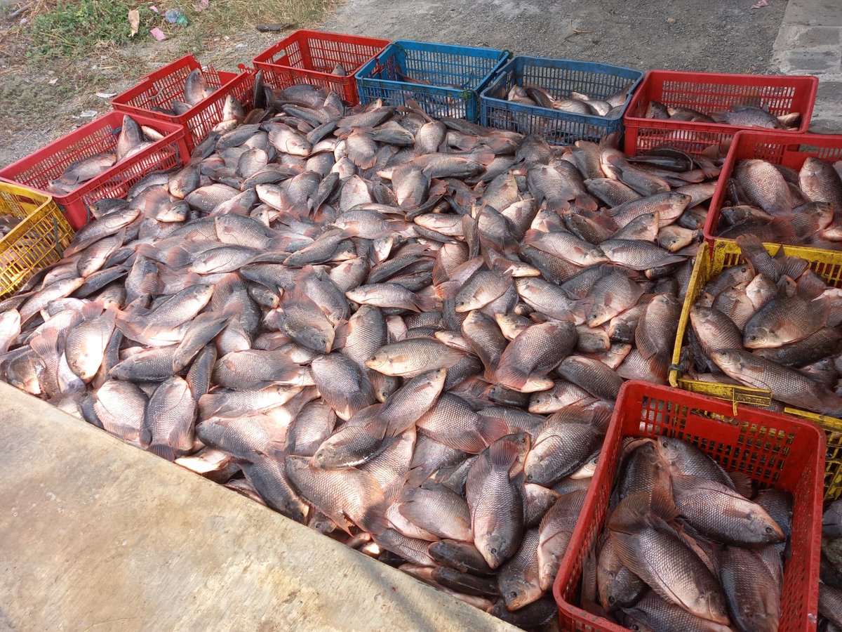 Mtweet1284's tweet photo. Senin, 2/10/2023, M Azis Muslim, penyuluh perikanan Kab. Tulungagung, melaporkan hasil panen gurami milik Bpk Arifin, Total panen 1465 kg dengan harga Rp 22.000/Kg
#luhlapor 
#GiatLuhkanSatminkalBWI 
@bppsdm_bp3bwi @bppsdm_kp @puslatluhkp https://t.co/P6eiL1XhB0