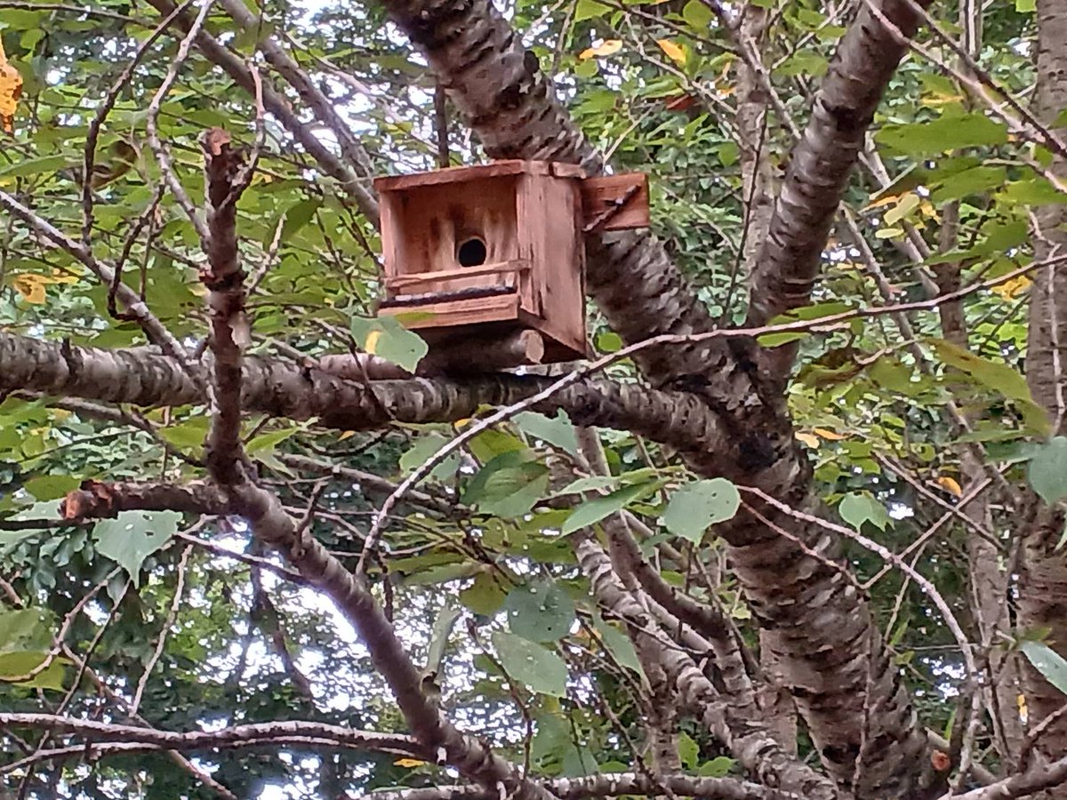 fp_okinajima's tweet photo. サイト内に野鳥用の巣箱を設置しました♬(ノ゜∇゜)ノ♩
 沢山の野鳥が巣作りに来てくれるといいなぁ((o(´∀｀)o))ﾜｸﾜｸ
#キャンプ
#猪苗代
#川遊び
#イワナ
#野鳥観察
#巣箱 https://t.co/oSLT2TUNRY
