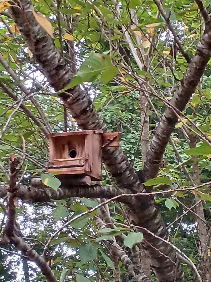 fp_okinajima's tweet photo. サイト内に野鳥用の巣箱を設置しました♬(ノ゜∇゜)ノ♩
 沢山の野鳥が巣作りに来てくれるといいなぁ((o(´∀｀)o))ﾜｸﾜｸ
#キャンプ
#猪苗代
#川遊び
#イワナ
#野鳥観察
#巣箱 https://t.co/oSLT2TUNRY