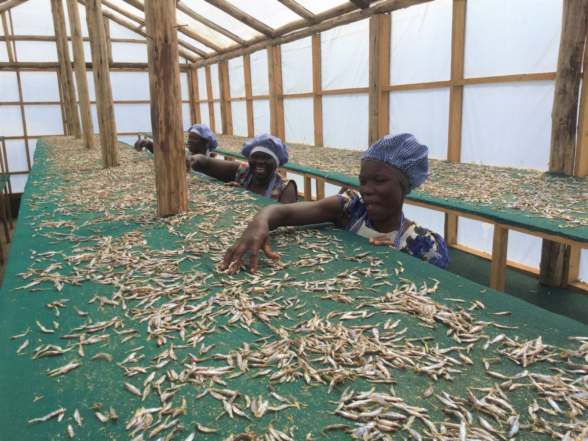 Small 🐟, locally known as Mukene, in 🇺🇬, has translated to significant ripple effects in #FoodSecurity &amp; #nutrition for children under 5⃣ years &amp; nursing mothers', courtesy of <a href="/ACIARAustralia/">ACIAR</a> &amp; <a href="/IDRC_CRDI/">IDRC | CRDI</a>'s funding.
#Read 👉 bit.ly/3PiT9Ax

<a href="/NutriFish_Ug/">NutriFish Uganda</a>  

#ACIARImpact