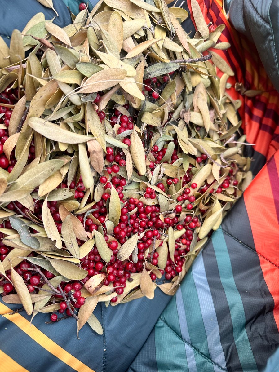 MarshaFSmall's tweet photo. I been gathering Ma’kemenôtse (Redberries, also called Buffalo Berries) for a bit. Best to gather these after first frost. I also got some sister time in with Chilli.
#traditionalways
#Tsiststah
#Lakotah
#HeadwatersoftheMissouri
#Messourit https://t.co/KjeQrS29n3