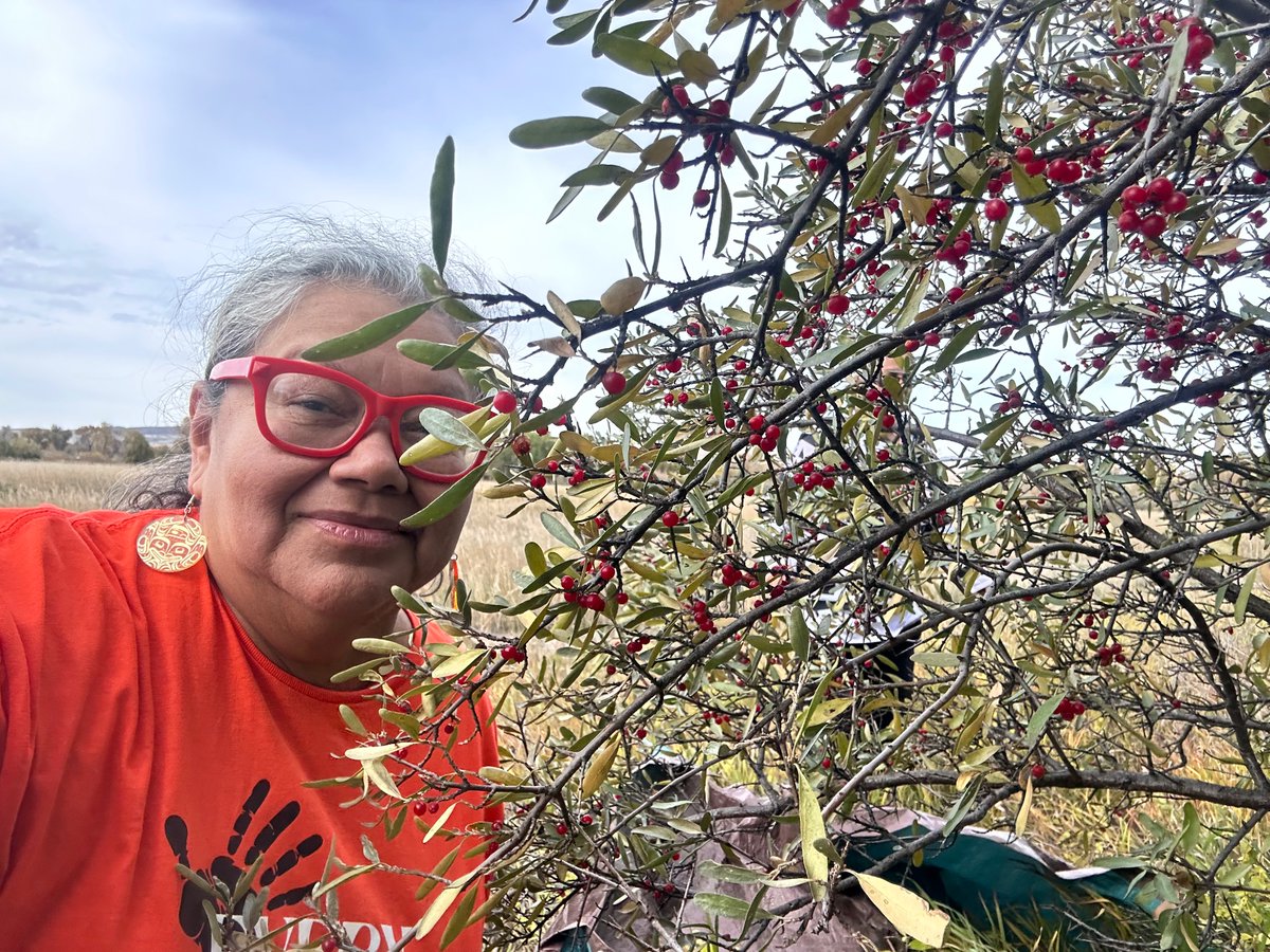 MarshaFSmall's tweet photo. I been gathering Ma’kemenôtse (Redberries, also called Buffalo Berries) for a bit. Best to gather these after first frost. I also got some sister time in with Chilli.
#traditionalways
#Tsiststah
#Lakotah
#HeadwatersoftheMissouri
#Messourit https://t.co/KjeQrS29n3