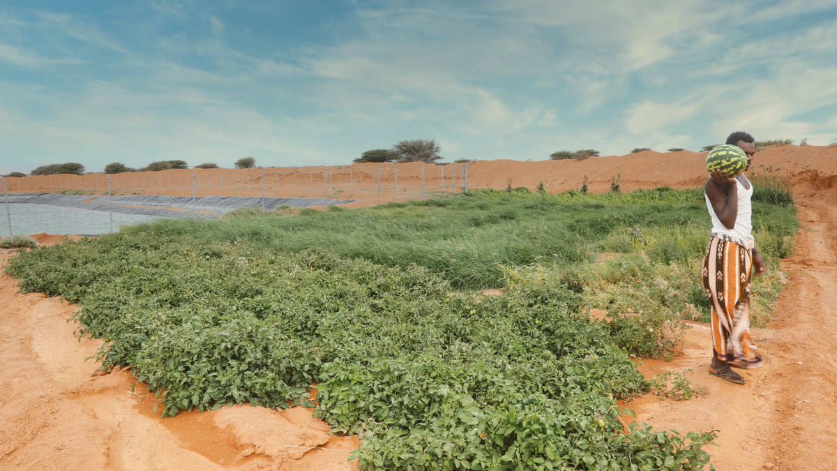 UNDPArabStates's tweet photo. @UNDPSomalia works in partnership w/ Puntland’s Ministry of Environment and Climate Change and the Puntland Water Agency &amp; @theGEF to improve water access for 50,000 drought-affected households #Act4SDGsAR https://t.co/3nTyG8Qnxm https://t.co/y67tOlwB9u