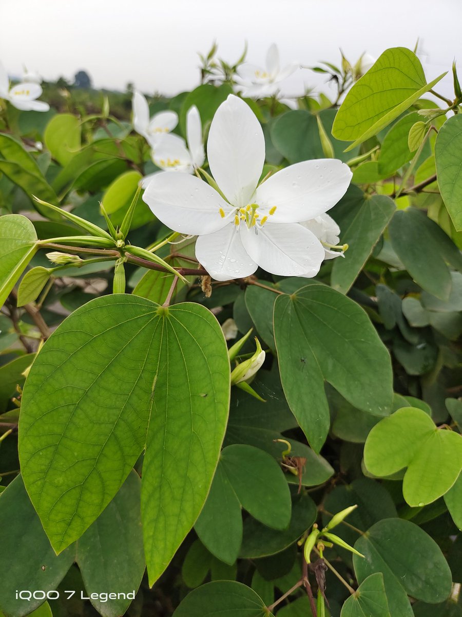 Rupesh051_'s tweet image. 🌸 #ShotOniQOO #iQOO7Legend
#FeatureMeOnSocial @IqooInd