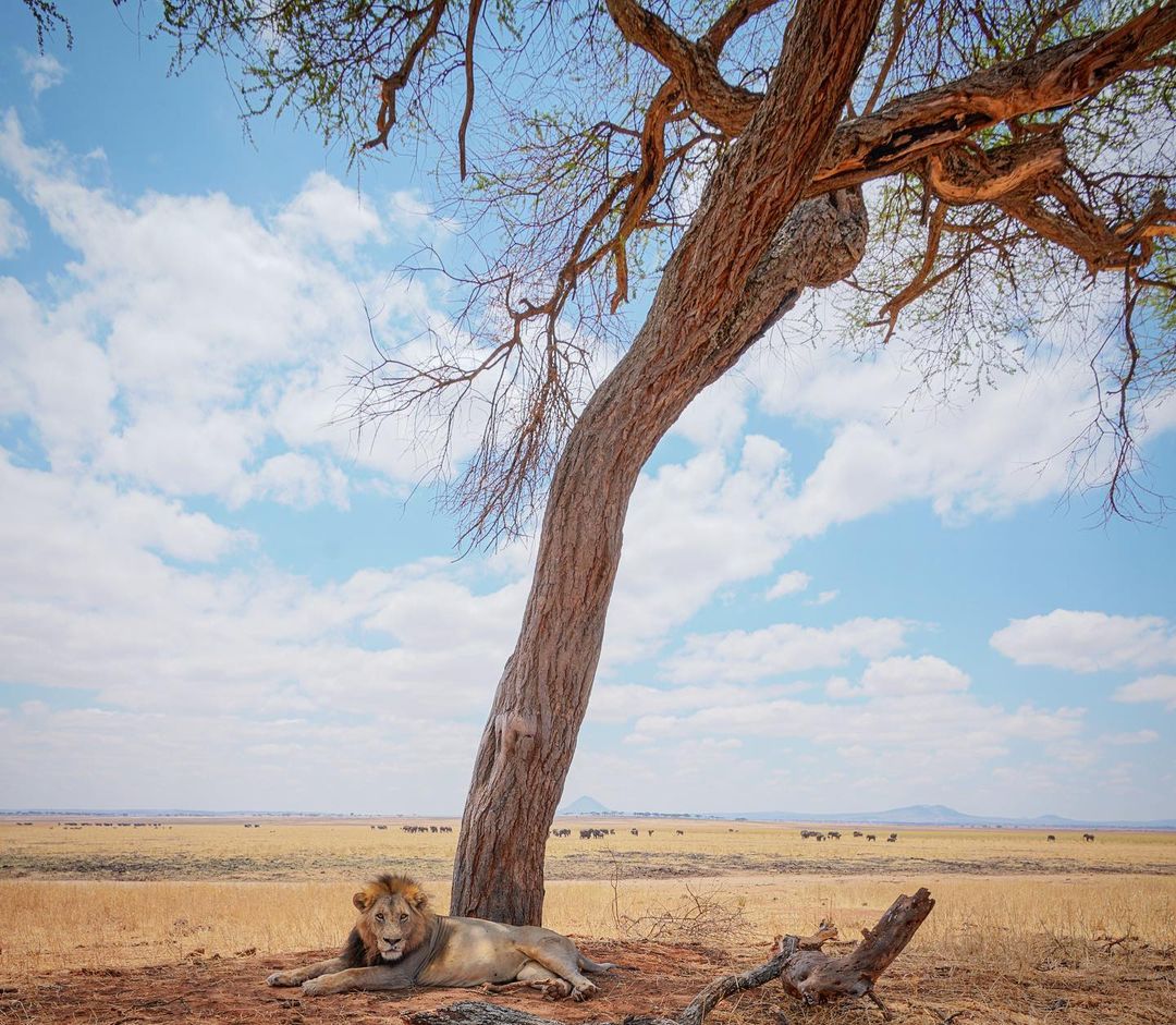 VisitTanzania1's tweet photo. Good Morning Tarangire National Park 🇹🇿 https://t.co/eRQaWMt5yj