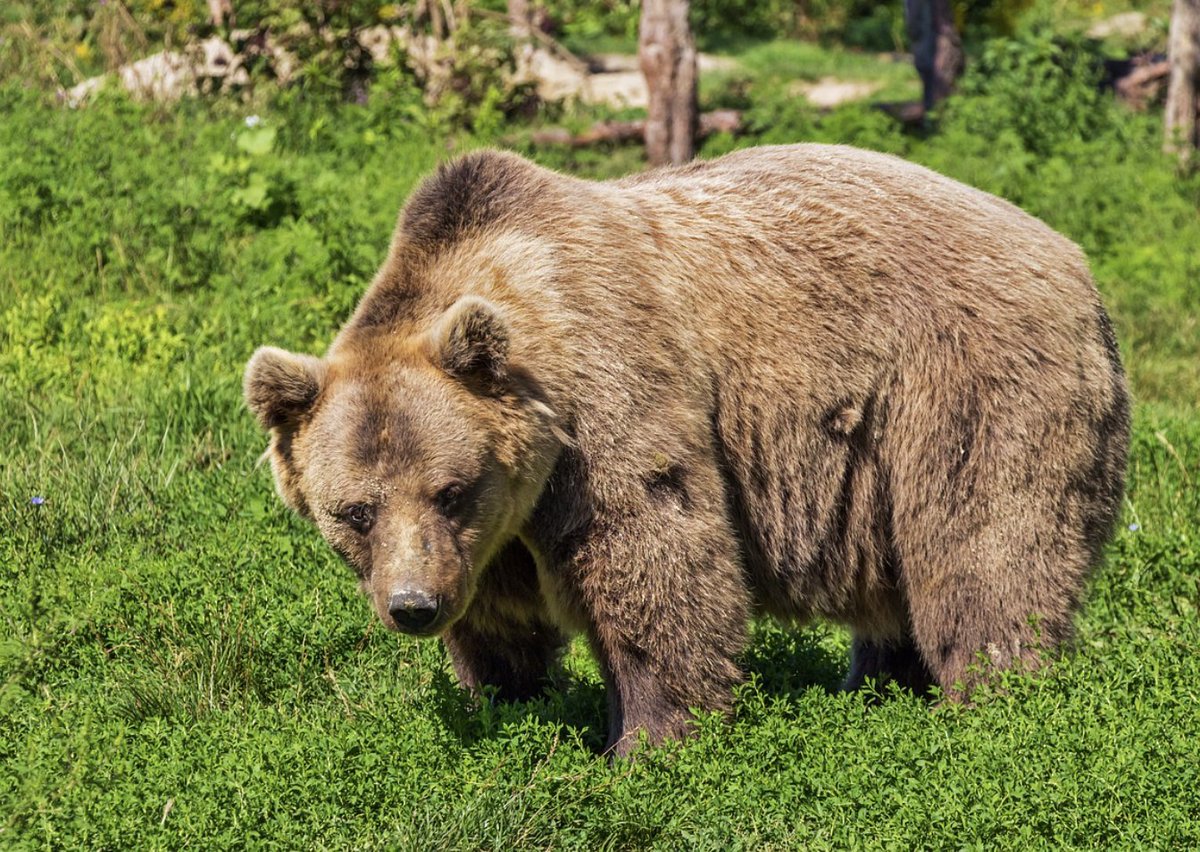 Surviving a Bear Encounter: What to Do When Confronted by These Majestic Beasts
tinyurl.com/BearEncounter