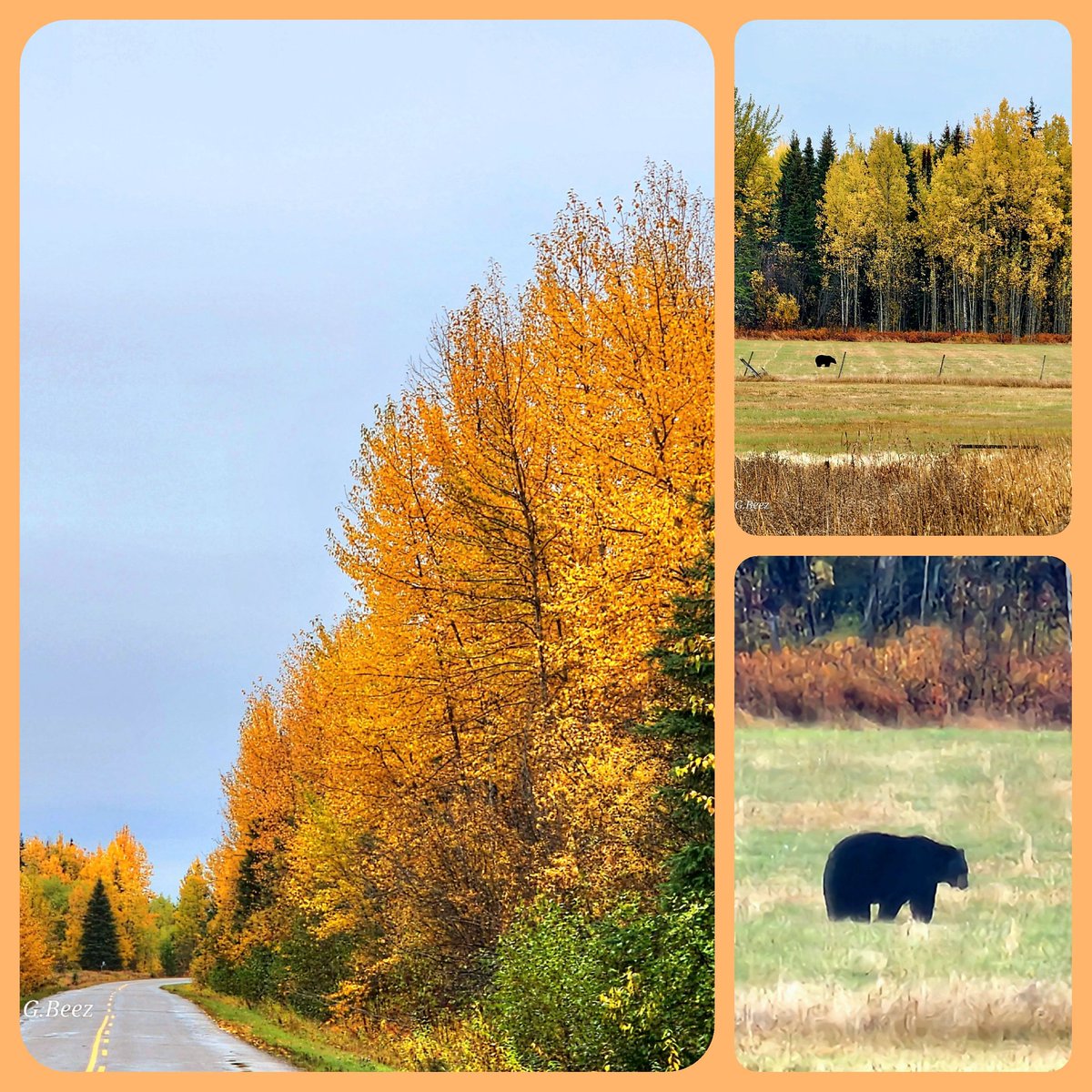 Spotted a black bear on my drive home from town this afternoon, a few more weeks and they'll be hibernating but for now we are sharing in Autumn's glorious show🙂🐻🍂🍁#bearcountry