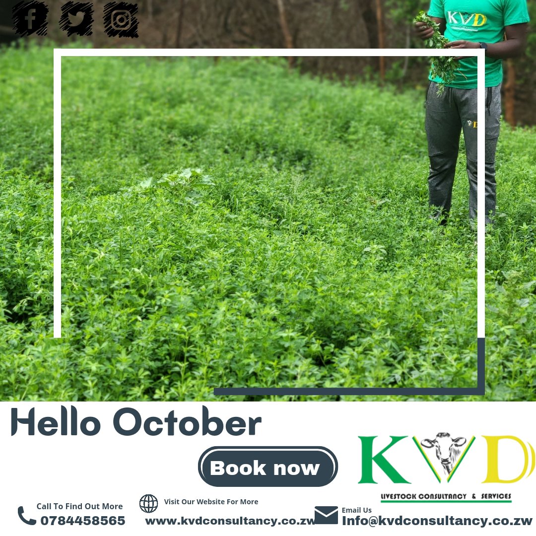 kvdconsultancy tweet media