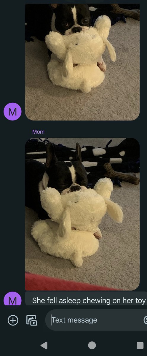 DookiePoopsicle's tweet photo. I feel like I need to find more dog sitters for the sake of people experiencing this weirdo https://t.co/LM3dq3IgkB