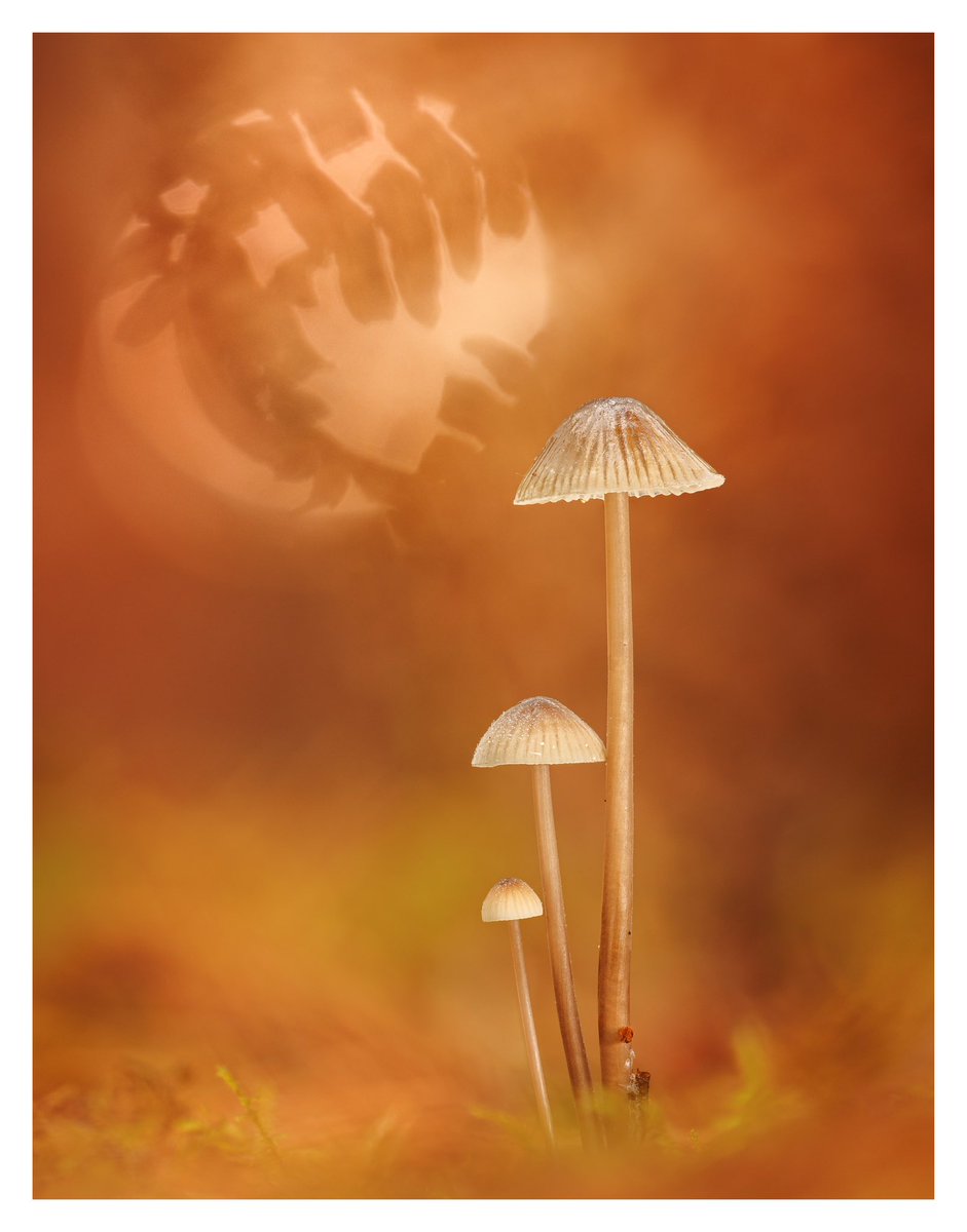 ‘FUNGI THREE’ I was back in amongst the bracken yesterday and couldn’t resist taking a photo of these three little fungi. #WexMondays #fsprintmonday #sharemondays2023 #appicoftheweek #autumn