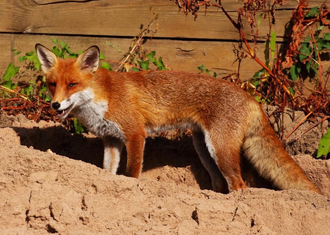 A lovely fox enjoying the Sun and the Sand!! <a href="/Orion_Harriers/">Orion Harriers</a> #FoxOfTheDay