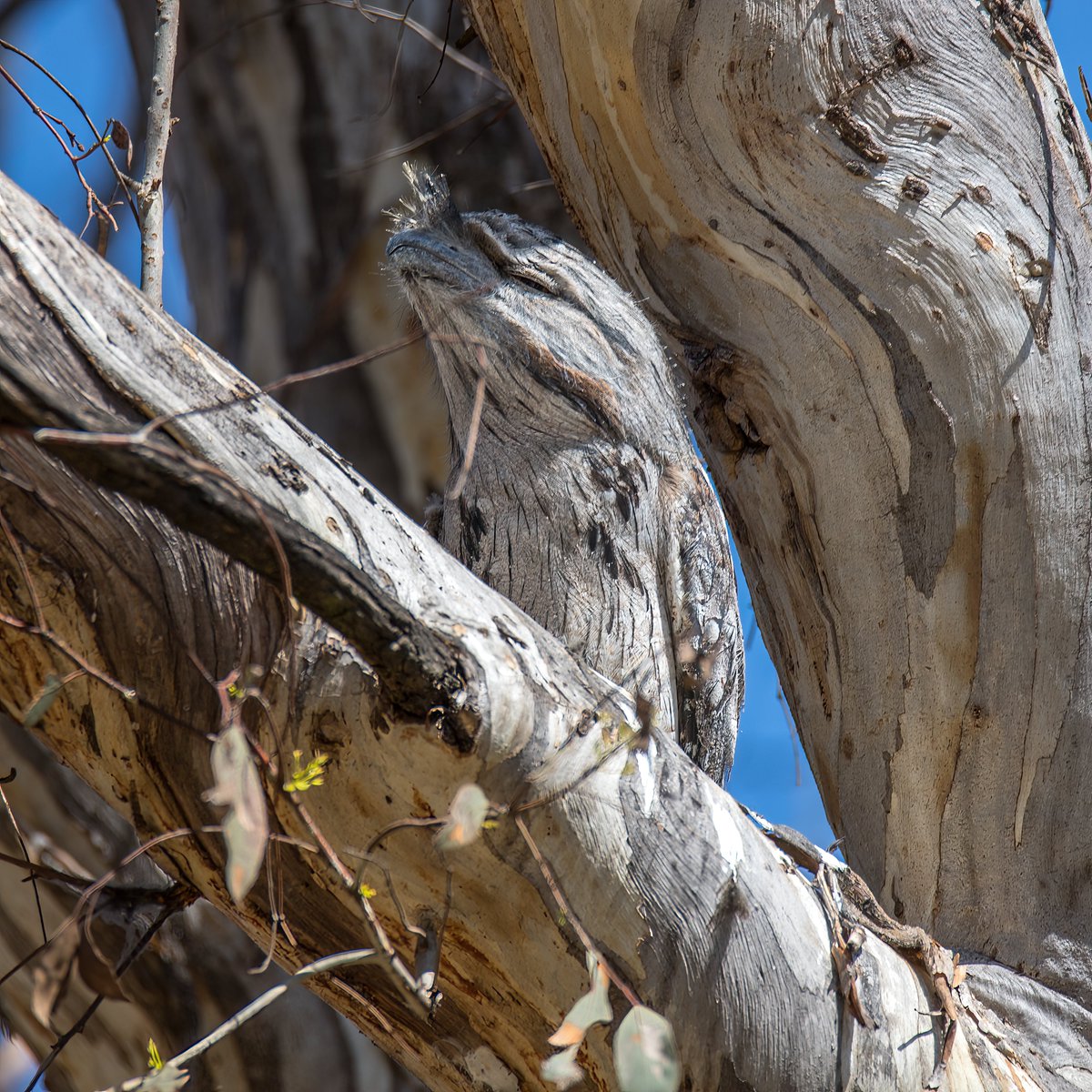 Pictures from @MulligansFlat over the last couple of days - Smug Kookaburra; Leopard Orchid; Rabbits (in the Reserve but not the Sanctuary); and a Tawny Frogmouth. @KMRiethmiller @CraigAllenCBR @GbhvfRon @wapple15
