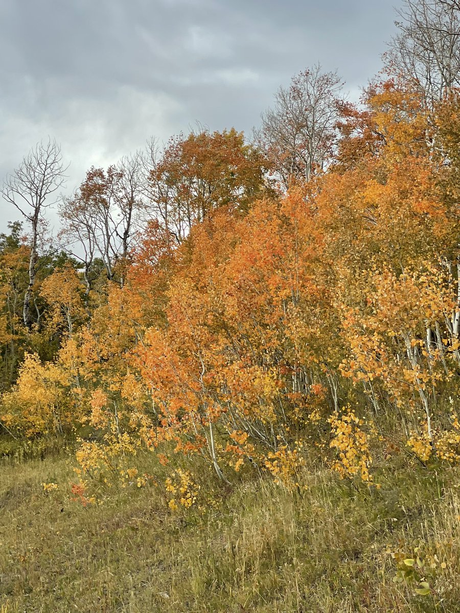 teirdragon's tweet photo. Fall has arrived. #FallColors #RockyMountains https://t.co/1tKXiqUsrW
