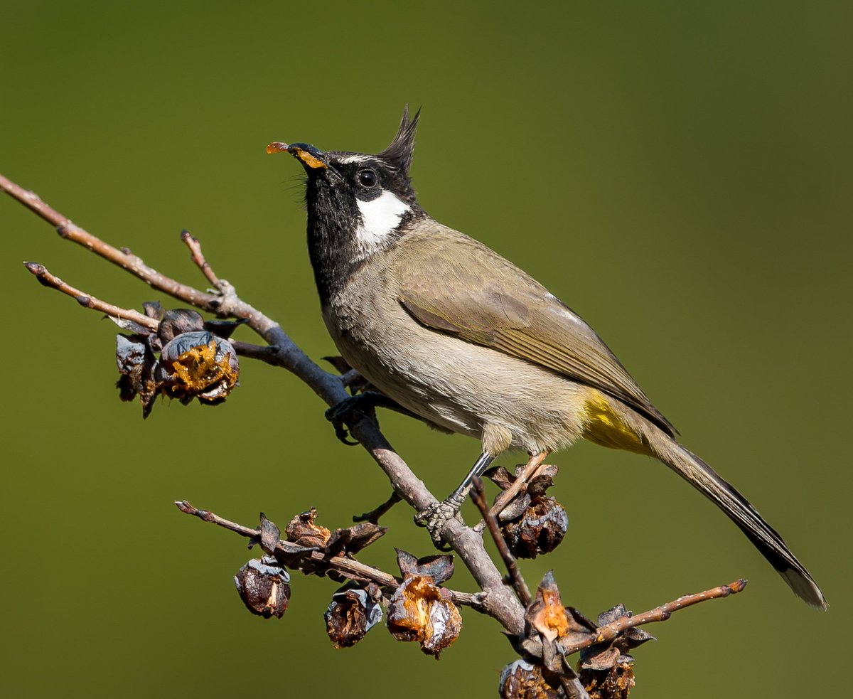 ZahranCR's tweet photo. Nom nom 😋

Himalayan Bulbul at Margalla Hills National Park https://t.co/7mWlgz2DZ6