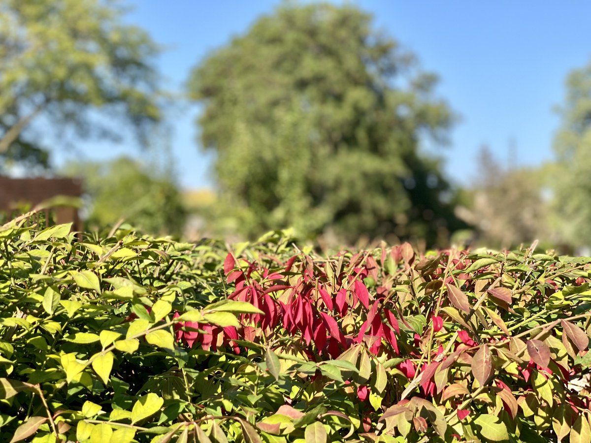 MichaelHeimlich's tweet photo. First fall changing color bright-fiery red leaves-foliage “burning bush” shrub-hedge, sunny 3:50pm September 30 2023 Northbrook Illinois USA -Editorial Use Permission w/Credit: Michael Heimlich @MichaelHeimlich; #Sunny #FallRed #Bush #wx #ILwx @NWSChicago #StormHour #ThePhotoHour https://t.co/ojXCX8fKi7