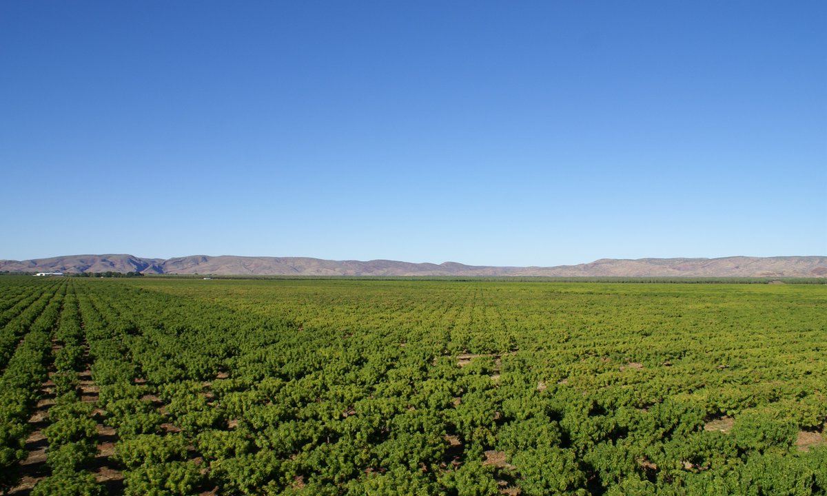 MANGO MADNESS 🥭
Pop into the Merchandise Store for all your mango harvesting equipment:
- ARS Pruners (1.2m, 1.8m, 2.4m and telescopic)
- Mango Wash 20kg
- 2-piece cartons
#Mango #Equipment #ORDCO #KununurraWA #Kimberley #WesternAustralia #Agriculture #OrdRiver