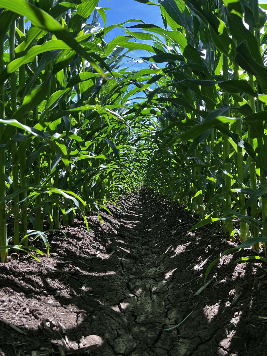 FROM LITTLE THINGS, BIG THINGS GROW 🎶
Harvest has started and corn is on its way in!
📷: Chloe McGaffin