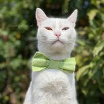 Photo by 𝙲𝚊𝚛𝚛𝚢🤍 𝙰𝚛𝚢𝚊🤎 𝙵𝚎𝚕𝚒𝚡🖤 𝙻𝚞𝚌𝚢💛 (@carrywhitecat)