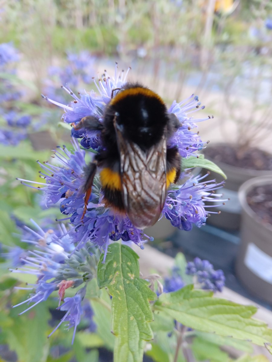 Words_by_B's tweet image. The busy bee
flits from A to B
gathering pollen
for the hive

from foxglove
to heather 
in hot sunny weather 
his #onerous task
is never done

sweet sticky honey 
will one day flow
like a river
of precious pure gold

#vss365
