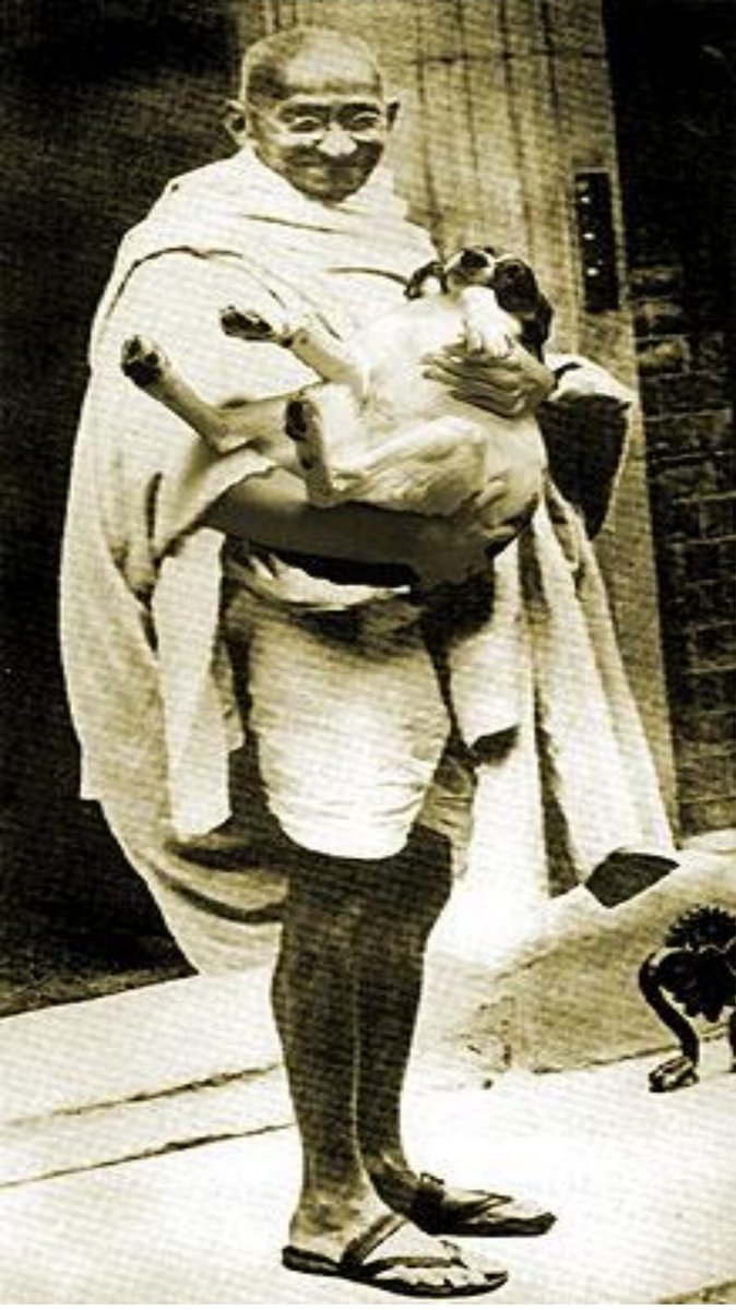 Humane Foundation for People & Animals tweet media