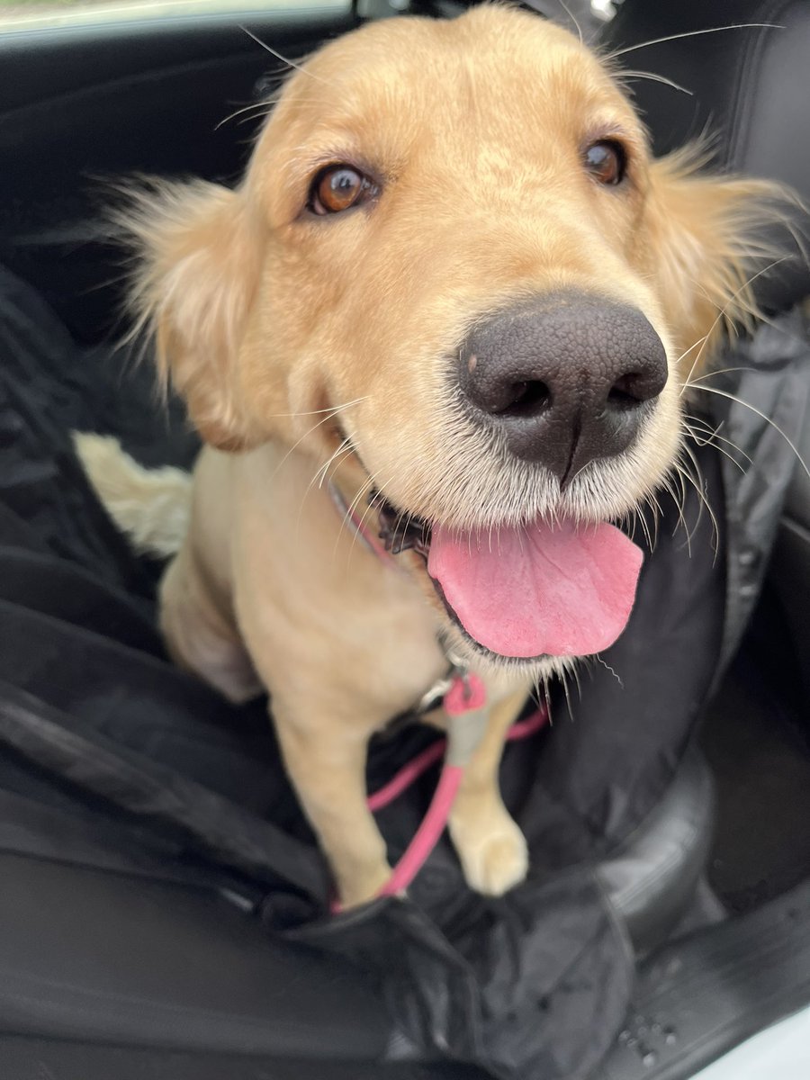 ADeffebach's tweet photo. With that, here’s Lucy! She’s a four year old pure bred golden that needed to be re-homed and we are so lucky to have her💓 https://t.co/TyLtdnbYJT