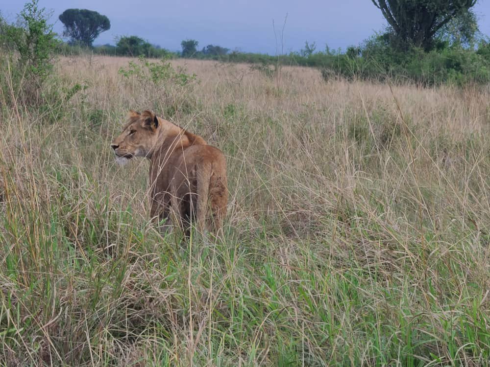 crew_fixers's tweet photo. We are dedicated to make your filming experience amazing.

#filmfixer #wildlife #wildlifedocumentary #wildlifefilming #filmingphotography #locationscouting #mediacards #africa #eastafrica #filminglications #nature #filmcrewfixers https://t.co/KUhzZEq1nj