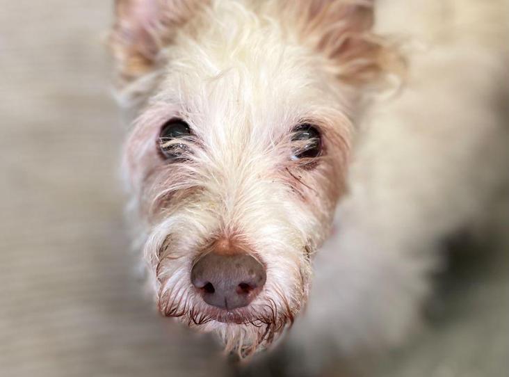 AdoptionsUk's tweet photo. Urgent, please retweet to help Charlie and Marley find a home together #CORNWALL #UK  
AT RISK OF SEPARATION 
Bonded Pair, they have always been together. Poor Charlie is not in the best of health and they desperately need someone that has time for them. They can live with children aged 12+, a cat and are good on the lead. Please give them an extra share🌟🌟🌟
DETAILS or APPLY👇
https://t.co/QpxeAjOg1w……  #dogs #Bude #Bodmin #Newquay #Truro #Falmouth #Padstow #StIves