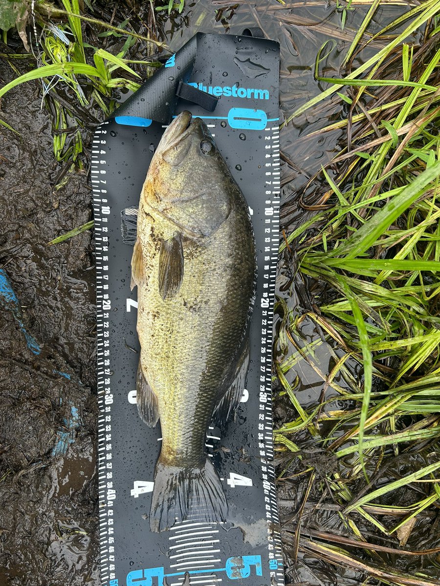 宮城バス釣り45センチ