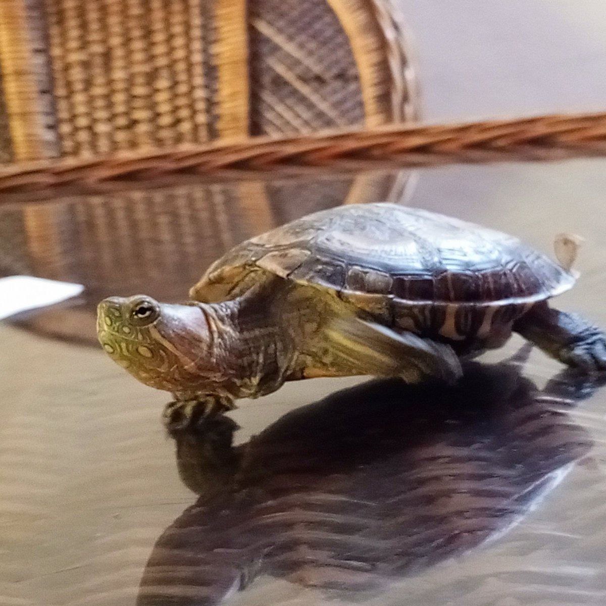 ZerobyteG 🐍🎩 tweet media