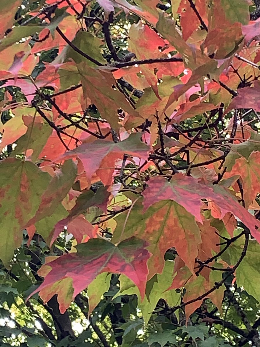 bloginhood's tweet photo. #autumn colours at #vandusen #gardens.
#fall #leaves https://t.co/Qdp5VnCdgQ
