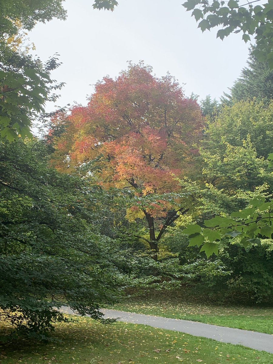 bloginhood's tweet photo. #autumn colours at #vandusen #gardens.
#fall #leaves https://t.co/Qdp5VnCdgQ