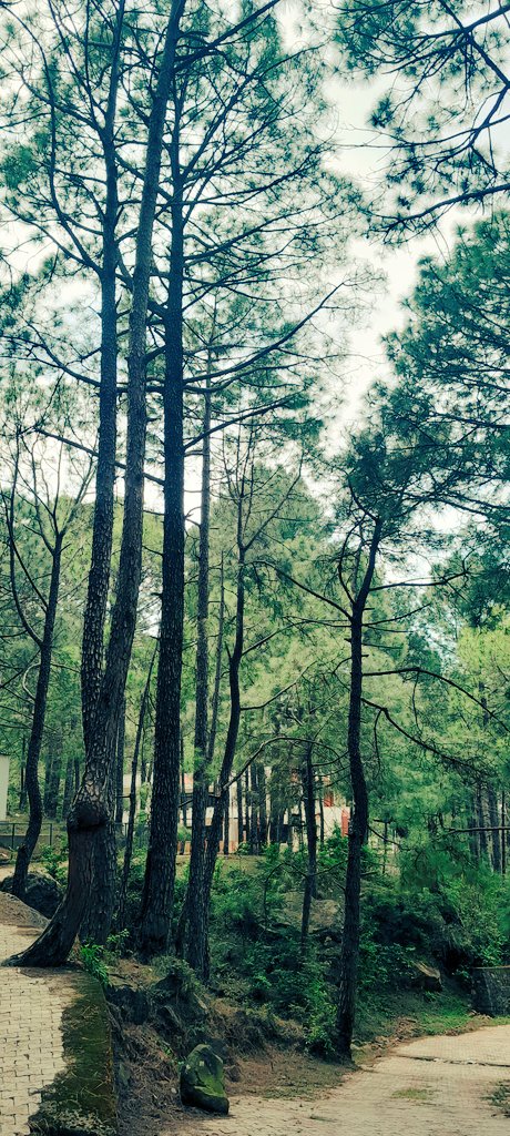 Deepak_Basohli's tweet photo. #PineHideout #Sukarala #Billawar https://t.co/fdw8yQEGnu
