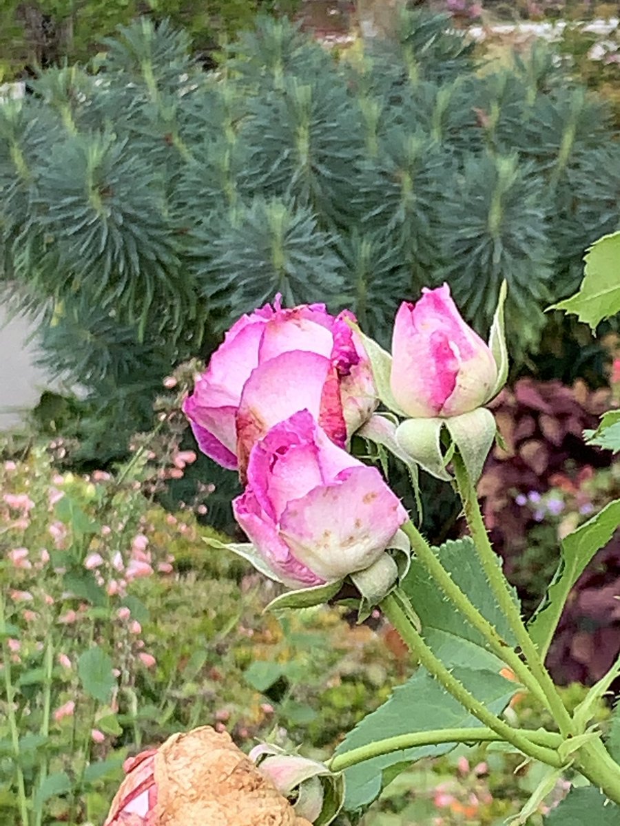 bloginhood's tweet photo. Late #blooms at #vandusen #gardens.
#flowers #fall #autumn #bees https://t.co/G9aNvLHyfv