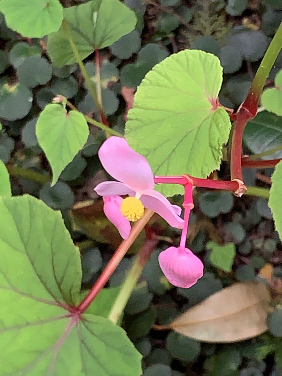 bloginhood's tweet photo. Late #blooms at #vandusen #gardens.
#flowers #fall #autumn #bees https://t.co/G9aNvLHyfv