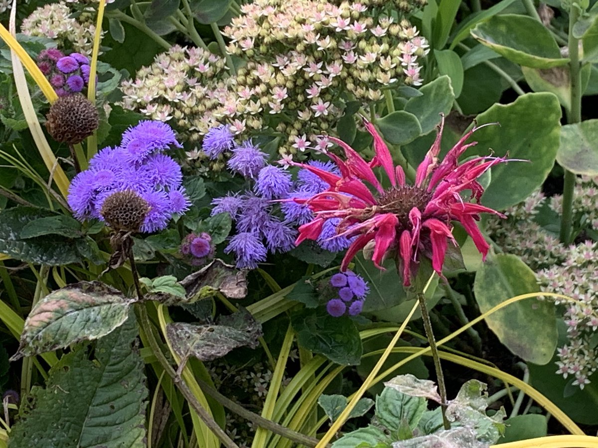 bloginhood's tweet photo. Late #blooms at #vandusen #gardens.
#flowers #fall #autumn #bees https://t.co/G9aNvLHyfv