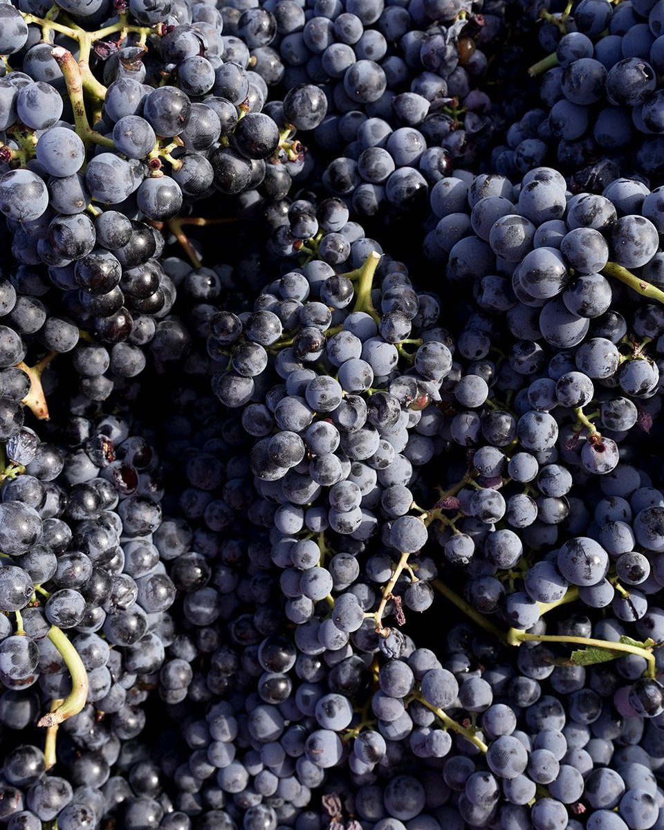 Llopart1887's tweet image. A cada bombolla dels nostres escumosos trobem una ferma defensa del mètode tradicional i de l’artesania del vi, amb respecte per la sostenibilitat i buscant l’autenticitat de les llargues criances.

#llopart1887 #microcosmos