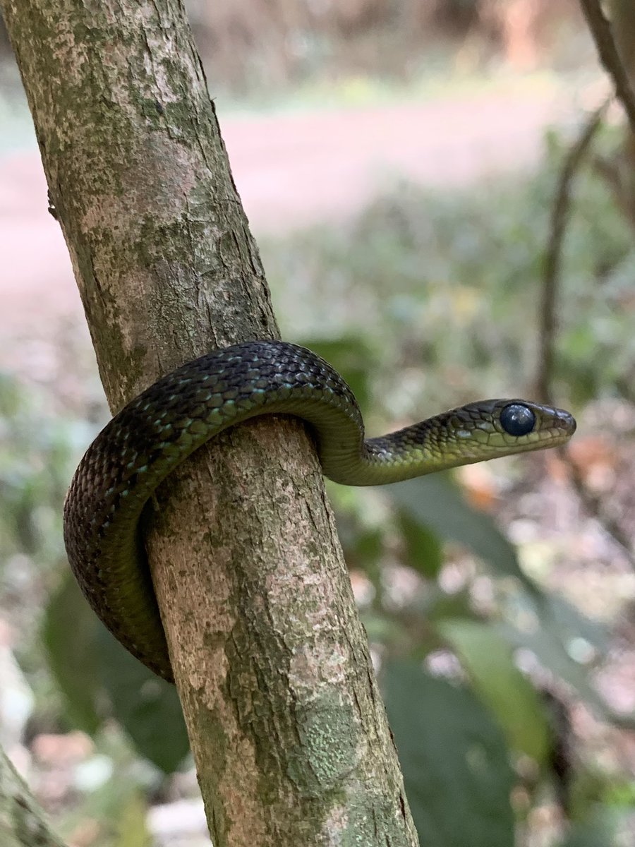 Over the last 6 yrs, I came to understand that a lot is needs to be taken care of. We have dedicated to collect information on the distribution and diversity of #Rwandan #herpetofauna. Besides being useful to ecosystems, these animals are beautiful and amazing <a href="/Umulisa_/">Christella Umulisa</a>