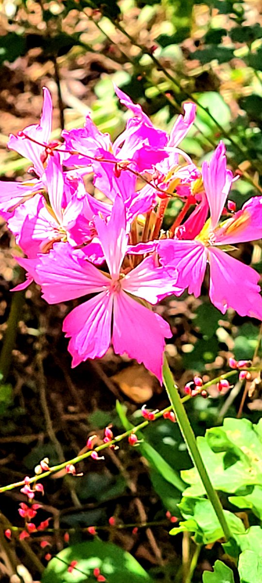 #ゼラニウム
#井いち花