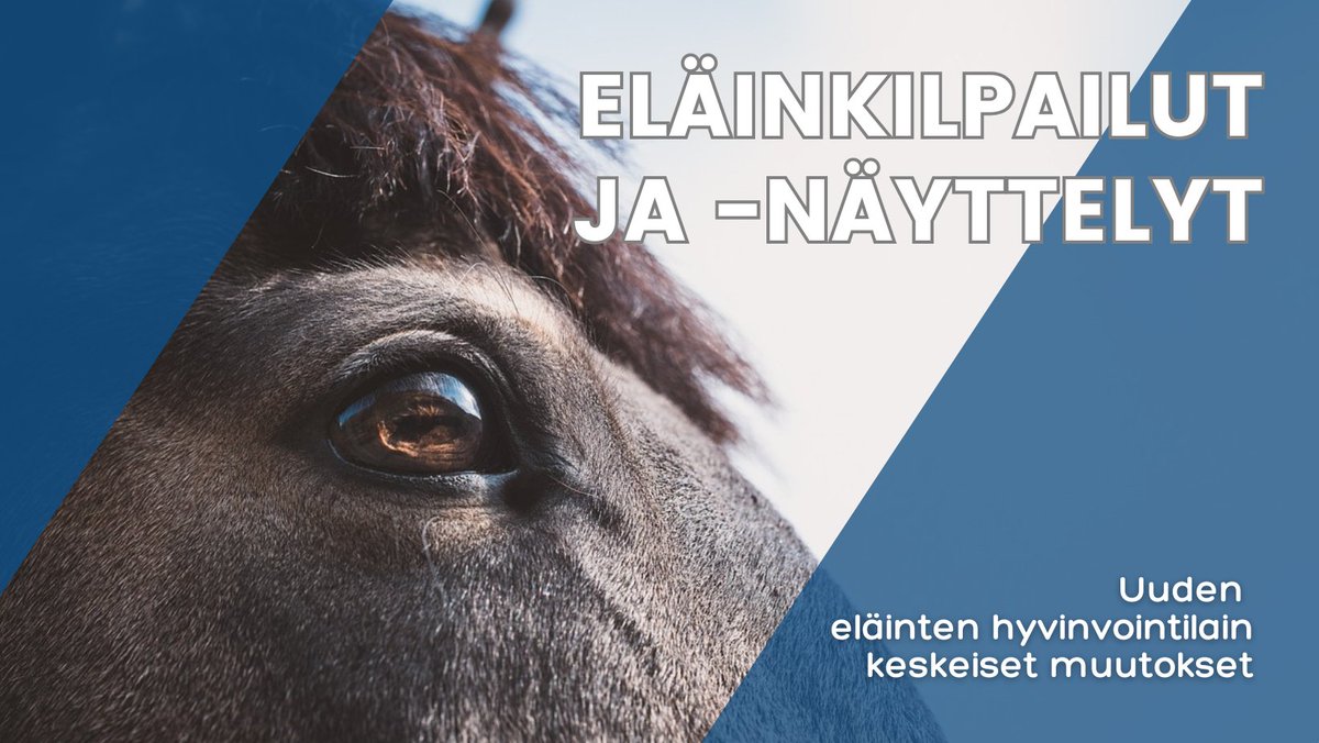 Uusi #eläintenhyvinvointilaki astuu voimaan 1.1.2024. Eläinkilpailujen ja -näyttelyiden järjestäjille tulee uusia velvoitteita eläinten hyvinvoinnin huomioimisesta tapahtumissaan. Lue tarkemmat ohjeet <a href="/ruokavirasto/">Ruokavirasto | Livsmedelsverket</a> : ruokavirasto.fi/elaimet/elaint…
