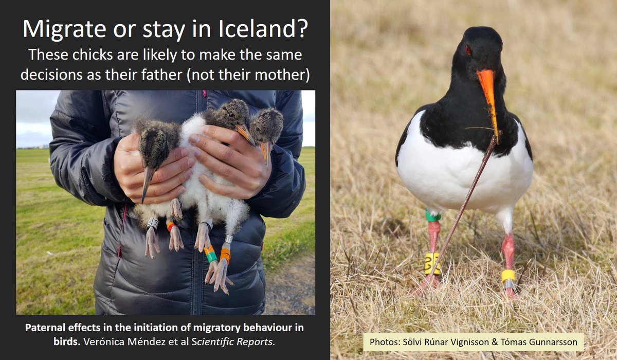 The research is continuing, as <a href="/solvirunar/">Sölvi R.Vignisson</a> tries to work out more about the behaviour of youngsters and their recruitment to the breeding population.
Please keep reporting colour-rings!
Thanks!
#waders #shorebirds #ornithology