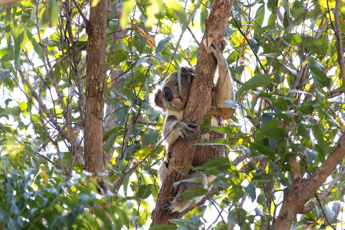 Junior jumped trees last night so a new trap had to be set up today. 
It was amazing to see him again I had lost hope. The last time was 2020. He seems much bigger and older and wiser. 
I hope we can save him. 
<a href="/talkingkoala/">Maria Matthes</a> <a href="/LinguIna20/">LinguIna</a> <a href="/ifawAU/">ifaw Australia</a> #friendsofthekoala