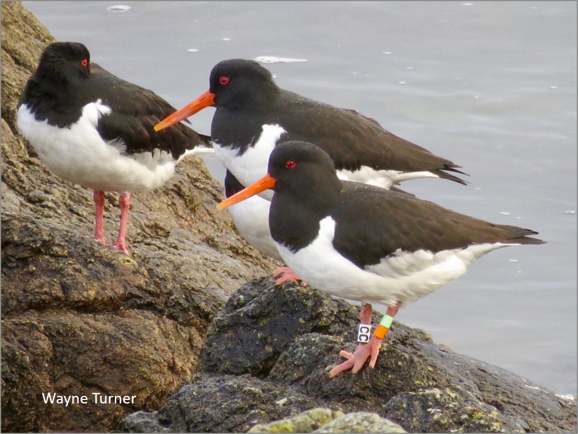 What do we know about #Oystercatcher migration?
On this day in 2015, this #WaderTales blog was published, encouraging people to look out for colour rings. 🎂
wadertales.wordpress.com/2015/10/02/mig…
Thread about what we now know, thanks to birdwatchers 👇
#waders #shorebirds #ornithology
