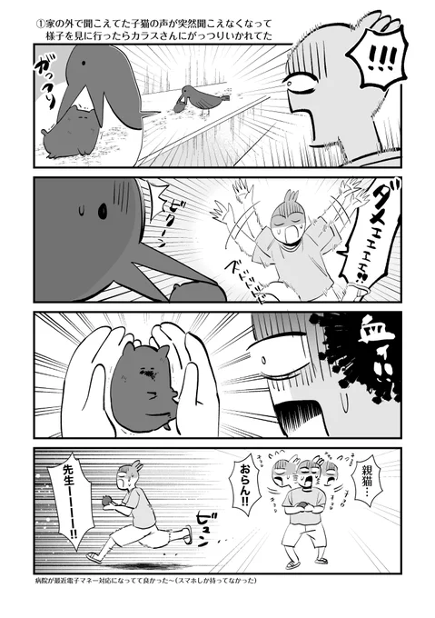 家の外で聞こえてた子猫の声が突然聞こえなくなって様子を見に行ったらカラスさんにがっつりいかれてた #スクスクパヤパヤ