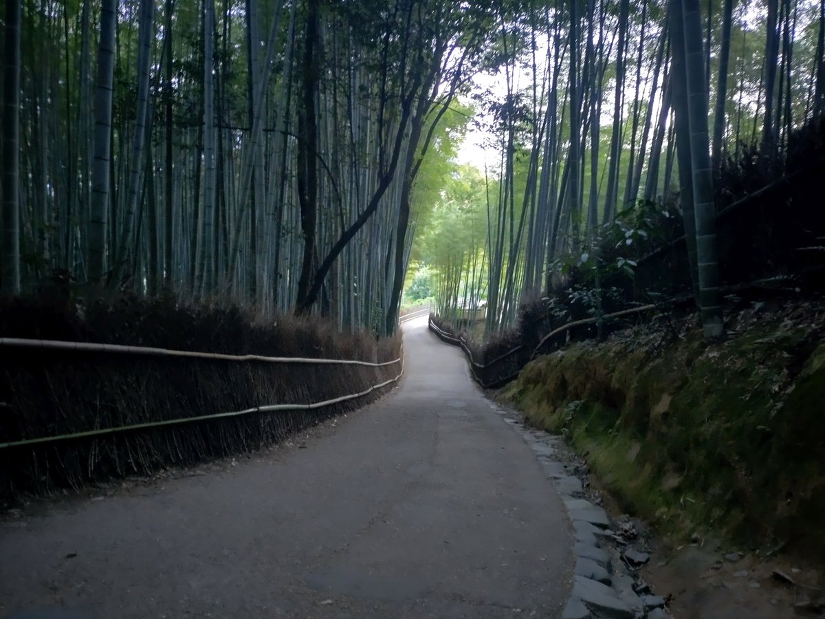 hitomihcx's tweet photo. Bamboo Road/竹林の小径/2023.09.30 6:00
人の少ないおすすめな時間帯。
#Kyoto #京都
#arashiyama #嵐山
#sagano #嵯峨野
#sagaarashiyama #嵯峨嵐山
#BambooGrove #竹林
#BambooRoad #竹林の小径
#Bamboo #竹
#NearbyBambooGrove #近所の竹林 https://t.co/pvPg8tzxGo