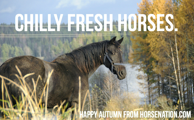 Here’s to many Autumn rides! 📸 Credit: Horse Nation