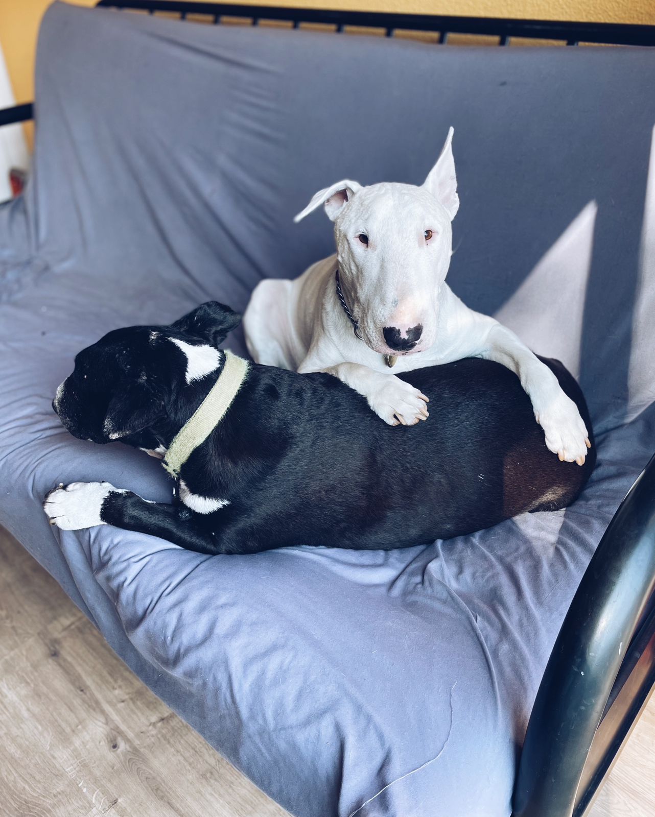 Self catering on sale with dogs