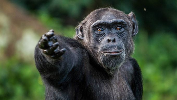 ExploreUg_Pearl's tweet photo. 𝑷𝒓𝒊𝒎𝒂𝒕𝒆 𝑻𝒓𝒂𝒄𝒌𝒊𝒏𝒈 𝒊𝒏 𝑼𝒈𝒂𝒏𝒅𝒂
 
Uganda is a primate-lover's dream

Bwindi Impenetrable NP for #GorillaTrekking and Kibale Forest for #ChimpTracking are Uganda's most well known primate tracking destinations.

#ExploreUganda https://t.co/V13Vpk5qGt