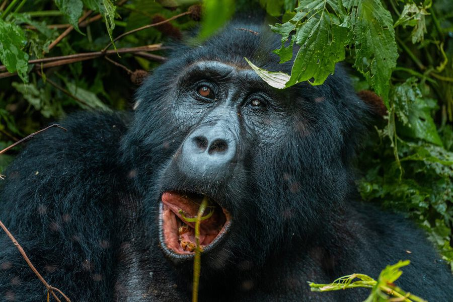ExploreUg_Pearl's tweet photo. 𝑷𝒓𝒊𝒎𝒂𝒕𝒆 𝑻𝒓𝒂𝒄𝒌𝒊𝒏𝒈 𝒊𝒏 𝑼𝒈𝒂𝒏𝒅𝒂
 
Uganda is a primate-lover's dream

Bwindi Impenetrable NP for #GorillaTrekking and Kibale Forest for #ChimpTracking are Uganda's most well known primate tracking destinations.

#ExploreUganda https://t.co/V13Vpk5qGt