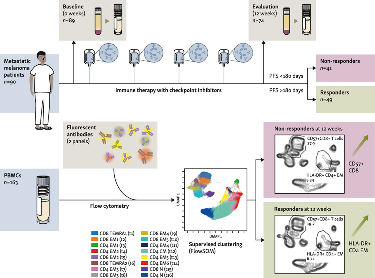 CCIT-DK: National Center for Cancer Immune Therapy (@ccitdk) on Twitter photo Is CPI therapy associated with changes in the peripheral immune system of patients with #melanoma? And are there patterns related to clinical response?
<a href="/ahKverneland/">Anders H. Kverneland</a> and colleagues from <a href="/CCITdk/">CCIT-DK: National Center for Cancer Immune Therapy</a> investigated the matter, free full text on <a href="/esmo_iotech/">ESMO IOTECH</a>
👉ow.ly/1HRV50PEpwW Is CPI therapy associated with changes in the peripheral immune system of patients with #melanoma? And are there patterns related to clinical response?
<a href="/ahKverneland/">Anders H. Kverneland</a> and colleagues from <a href="/CCITdk/">CCIT-DK: National Center for Cancer Immune Therapy</a> investigated the matter, free full text on <a href="/esmo_iotech/">ESMO IOTECH</a>
👉ow.ly/1HRV50PEpwW