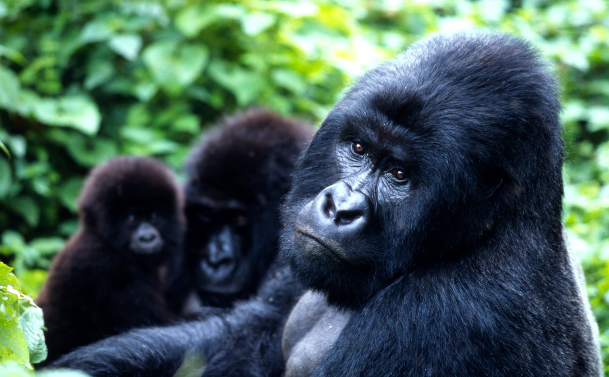 ExploreUg_Pearl's tweet photo. 𝑷𝒓𝒊𝒎𝒂𝒕𝒆 𝑻𝒓𝒂𝒄𝒌𝒊𝒏𝒈 𝒊𝒏 𝑼𝒈𝒂𝒏𝒅𝒂
 
Uganda is a primate-lover's dream

Bwindi Impenetrable NP for #GorillaTrekking and Kibale Forest for #ChimpTracking are Uganda's most well known primate tracking destinations.

#ExploreUganda https://t.co/V13Vpk5qGt